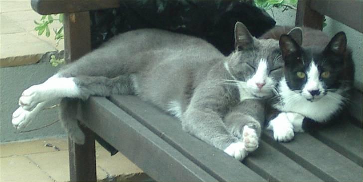 Huskat Mis - Mis ligger og slapper af sammen med Garfield ;) billede 4