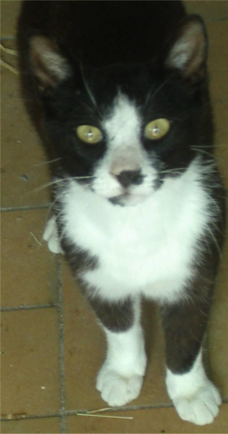 Huskat Mis billede 5