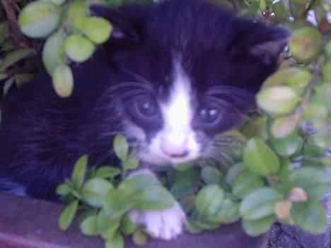 Huskat Mis - lille mis fanget i "junglen" billede 6