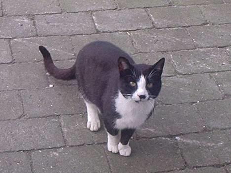 Huskat Mis billede 7