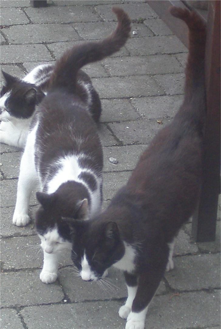 Huskat Mis - Mis og Pjevs billede 8