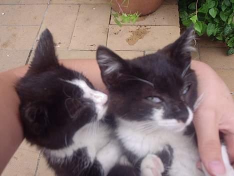 Huskat Mis - mis og hans bror kat. det var ham der levede længst af de 3. billede 9