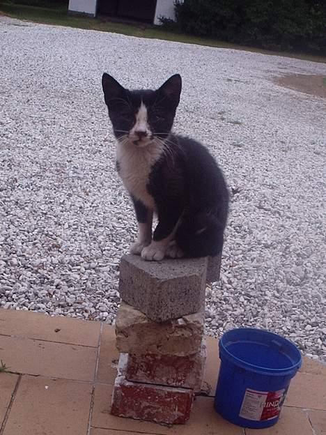 Huskat Mis - mis som "bjerg"bestiger billede 10