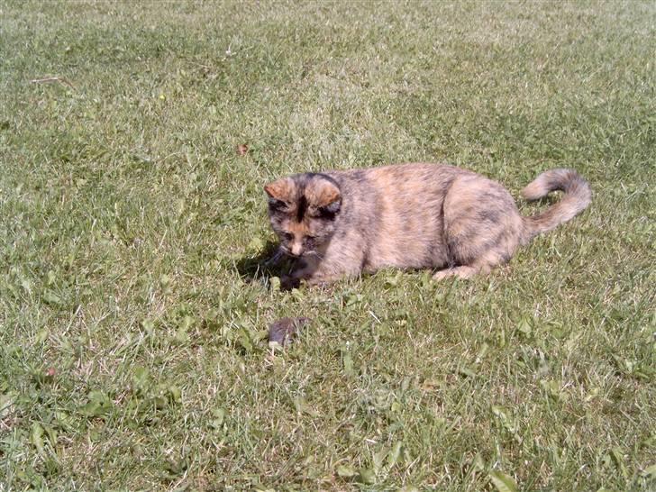 Blanding af racer Pjuskepus - Leger lige fotomodel. haha, (: Skal lege med musser!! billede 1