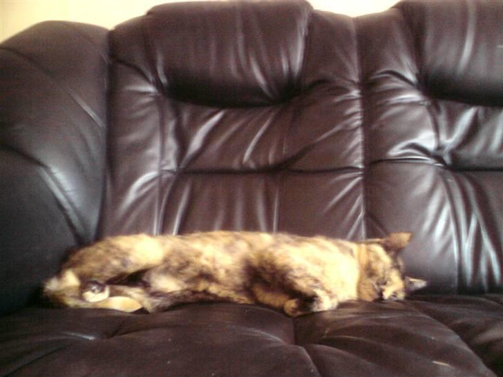 Blanding af racer Pjuskepus - Sleep:> billede 2