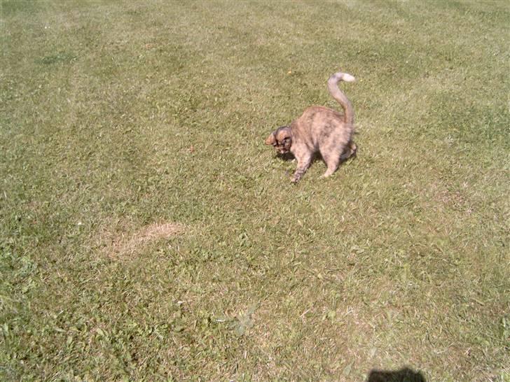 Blanding af racer Pjuskepus - FANGET! billede 4