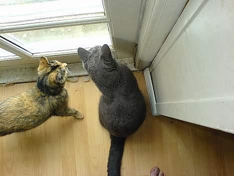 Blanding af racer Pjuskepus - Pjuskepus sammen med Pepsi. Vi vil ikke ud, men vi kan da godt sidde og nyde udsigten.  billede 5