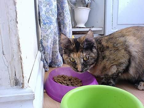 Blanding af racer Pjuskepus - MAD MAD MAD !! Bliver i ikke misundelige.. !? billede 6