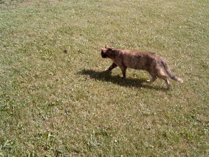 Blanding af racer Pjuskepus billede 7