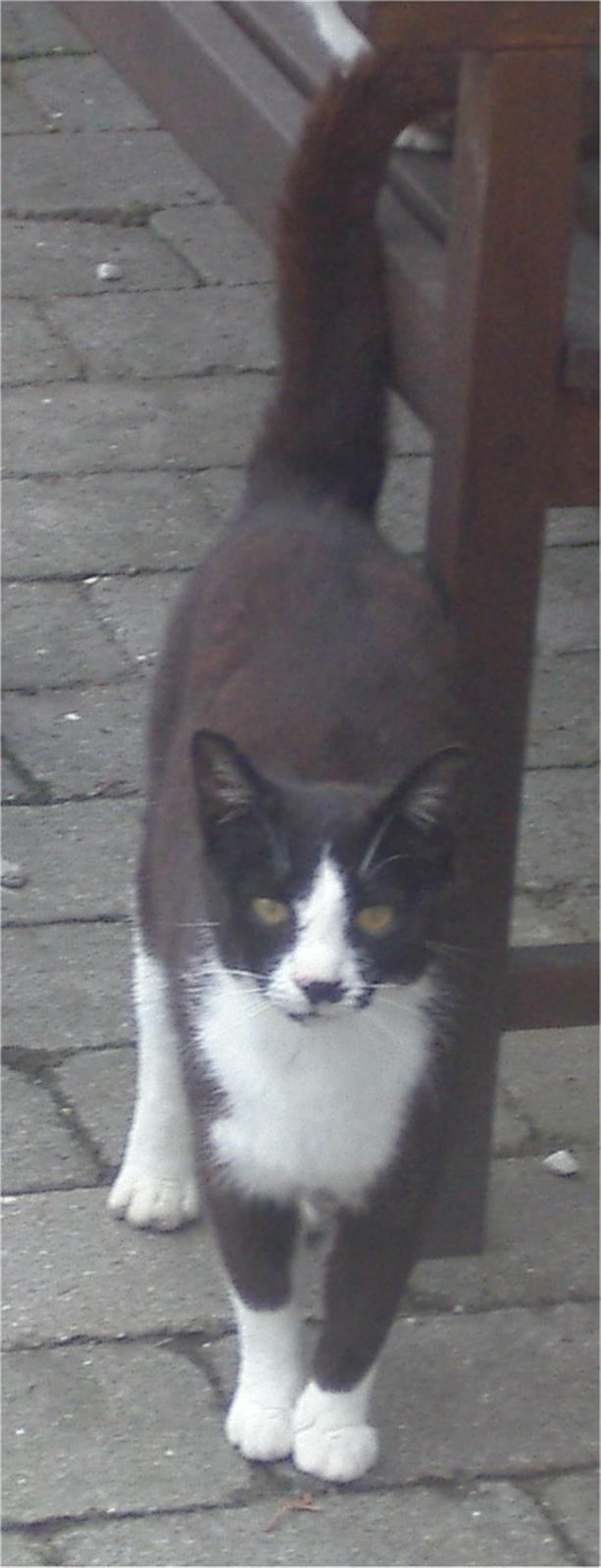 Huskat Mis billede 11