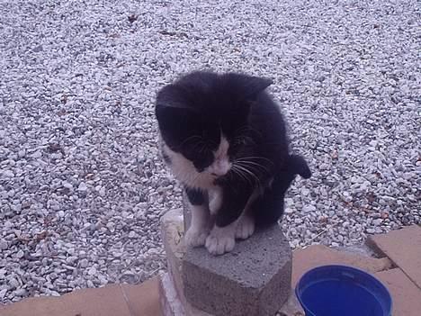 Huskat Mis - hvordan kommer jeg egentlig ned herfra??? billede 12