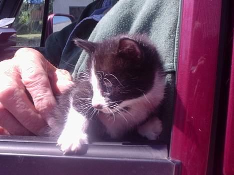 Huskat Mis - mis på sin første køretur. billede 13