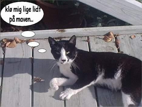 Huskat Mis billede 14