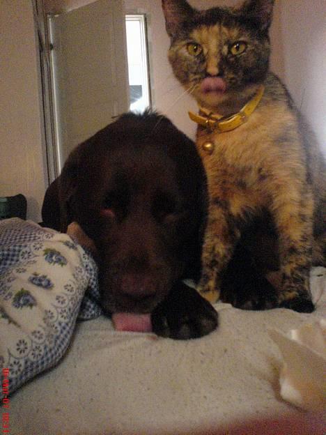 Blanding af racer Pjuskepus - Hygge ?? billede 8