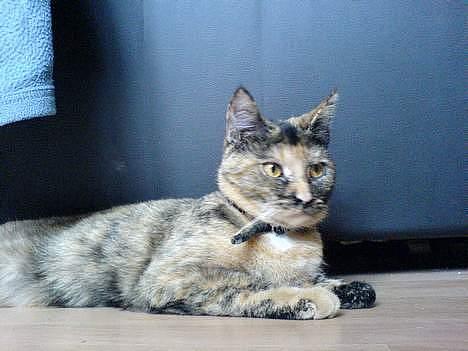 Blanding af racer Pjuskepus - Er jeg ikke bare dejlig. ?! JOO, jeg er.  billede 9