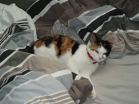 Huskat Putte - Jeg kan godt lide at putte i sengen :) billede 1