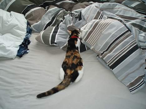 Huskat Putte - Her ligger jeg og spinder som en gal og putter mig helt ind i dynerne .. Det er baare dejligt billede 2