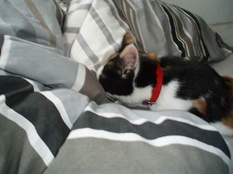 Huskat Putte - lige en closeup :=) billede 3