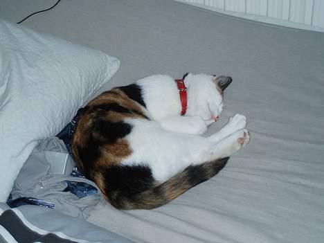 Huskat Putte - Sammenkrøllet... hihi billede 4