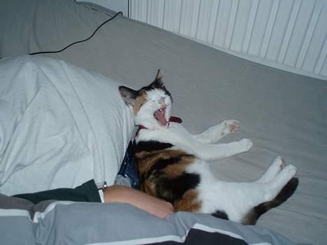 Huskat Putte - Man kan faktisk godt blive træt af at sove ;) billede 6