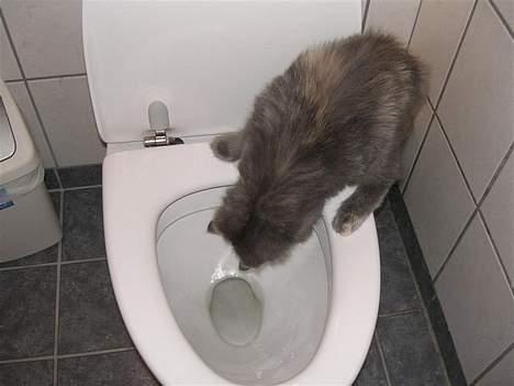 Blanding af racer Fleur R.I.P - Hvad er det her?? billede 10