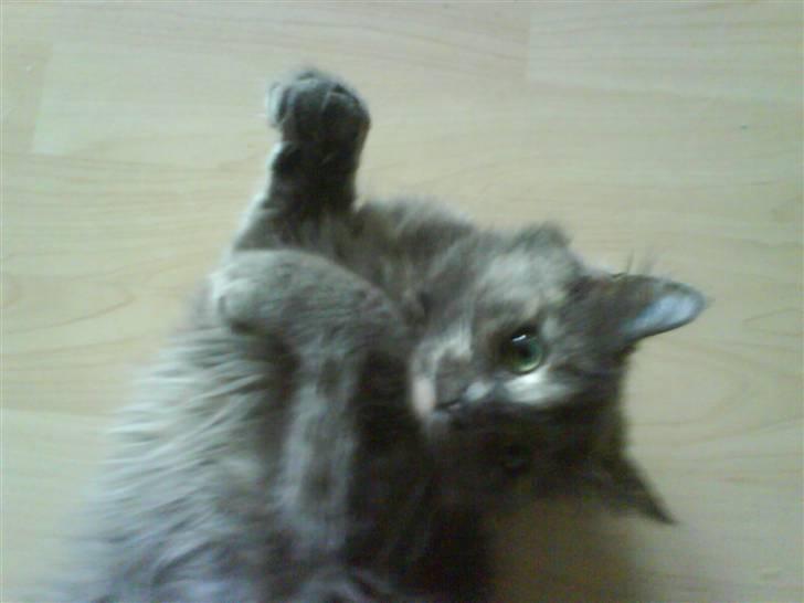 Blanding af racer Fleur R.I.P - Kæl med mig!! billede 11