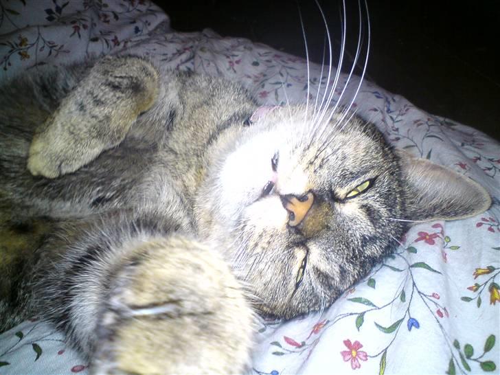 Blanding af racer Punzel. r.i.p. - Good luck!! billede 1