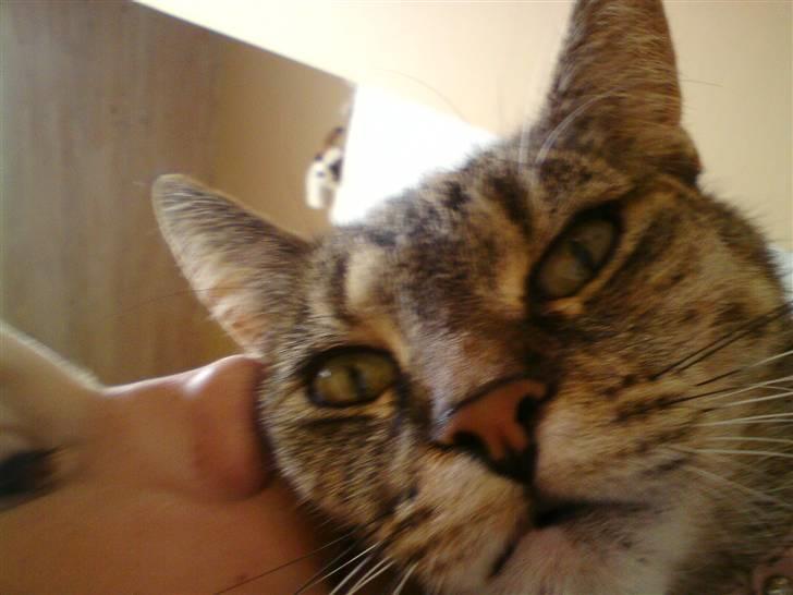 Blanding af racer Punzel. r.i.p. - Lille modelfoto ha ha XD billede 2