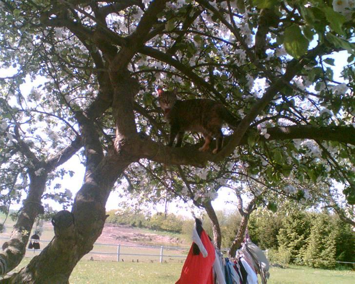 Blanding af racer Punzel. r.i.p. - Se hvor god jeg er til at klatre billede 3