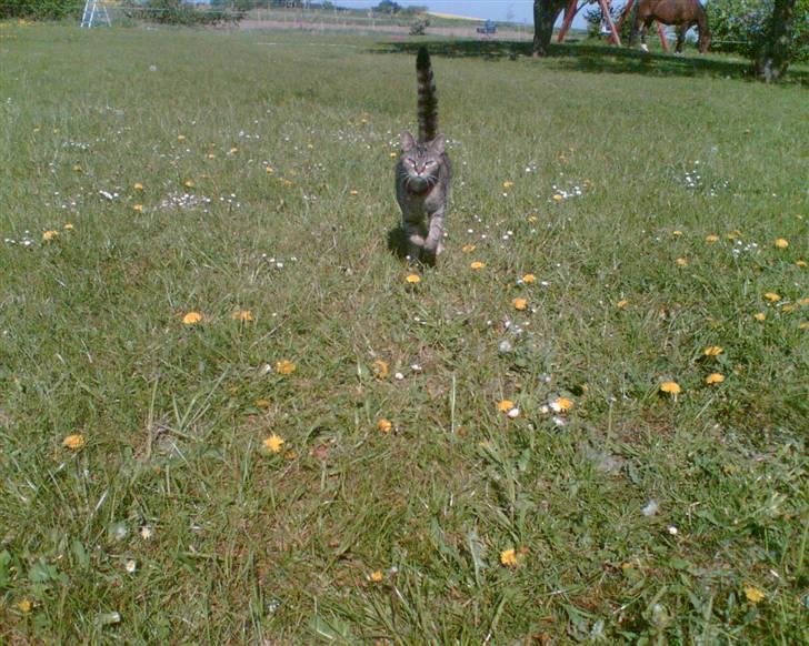 Blanding af racer Punzel. r.i.p. - Er jeg ikke smuk?! billede 5