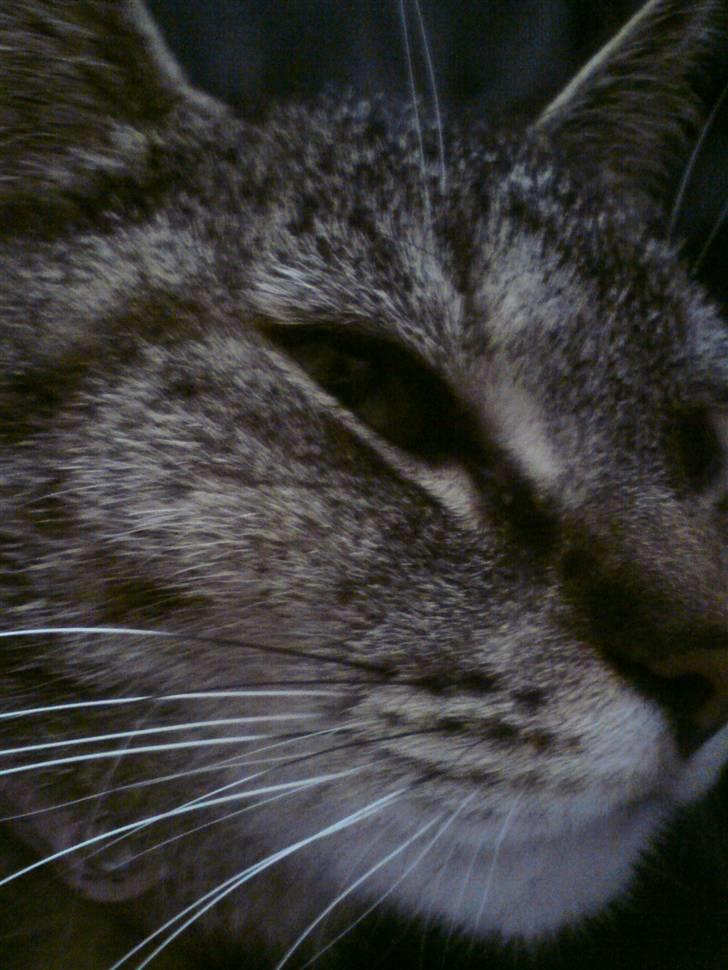 Blanding af racer Punzel. r.i.p. - My head, your luck, my look, you Beautey..  billede 6