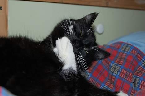 Huskat *Dronning Pepsi* (forsvundet) - *NYT* billede 16