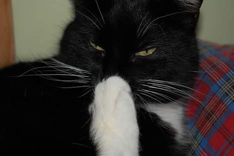Huskat *Dronning Pepsi* (forsvundet) - *NYT* billede 17