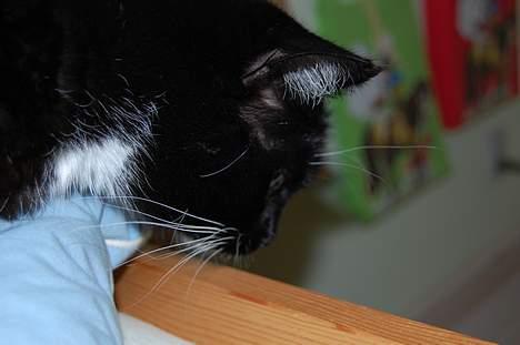 Huskat *Dronning Pepsi* (forsvundet) - *NYT* billede 18