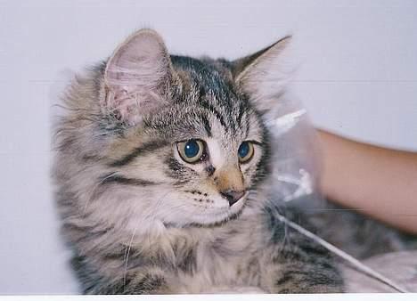 Blanding af racer Signe - Signe som killing. Hun var noget så bedårende.... billede 10