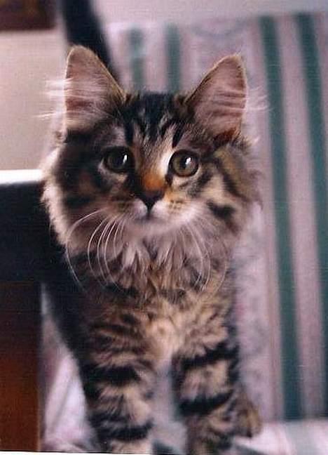 Blanding af racer Signe - Signe-killingen.... billede 11