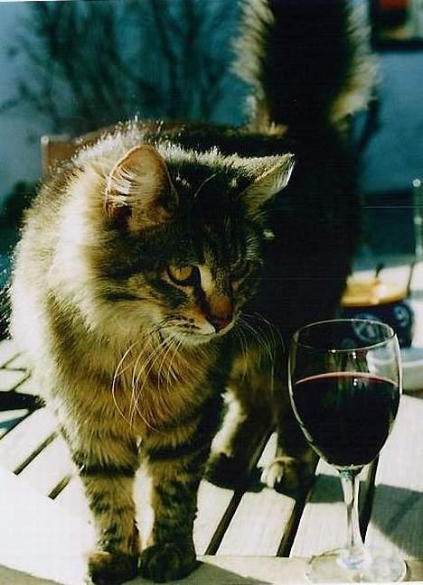 Blanding af racer Signe - Signe´s første forår. Et godt glas vin på terrassen i den første sol, så kan det jo ikke blive meget bedre...... :) billede 12