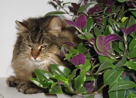 Blanding af racer Signe - Signe sover...  marts 2007 billede 13