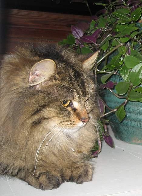 Blanding af racer Signe - Signe blev vækket.... billede 14