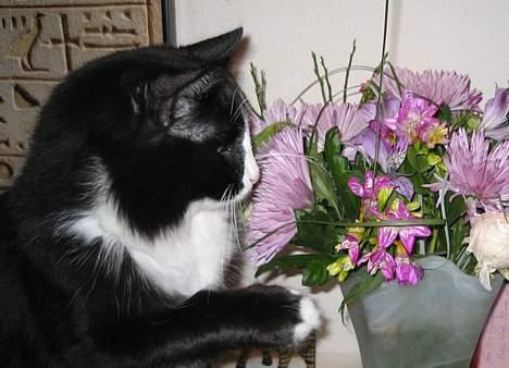 Blanding af racer Lucifer  (DØD) - aeiw... hvad er det de lugter af???? billede 11