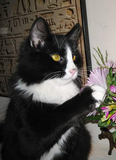 Blanding af racer Lucifer  (DØD) billede 12