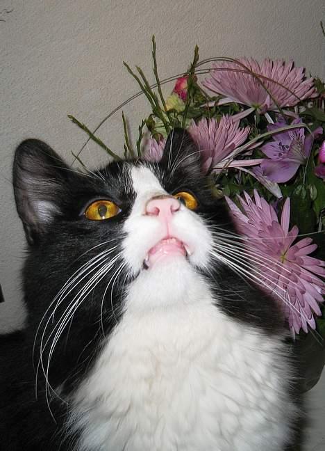 Blanding af racer Lucifer  (DØD) - Se min glade sorte mund og mine flotte store hugtænder.....hehe billede 13