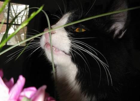 Blanding af racer Lucifer  (DØD) - ei.... ka de spises ? billede 14