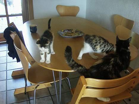 Huskat Modig(:'<33 *R.I.P':(* billede 7