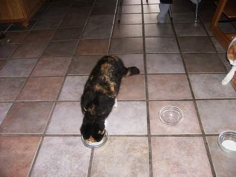 Huskat Modig(:'<33 *R.I.P':(* billede 8