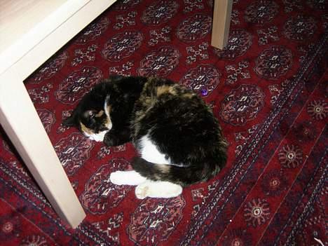 Huskat Modig(:'<33 *R.I.P':(* billede 9