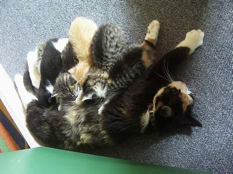 Huskat Modig(:'<33 *R.I.P':(* billede 10