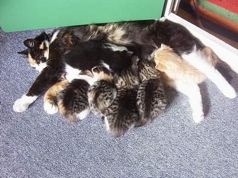 Huskat Modig(:'<33 *R.I.P':(* billede 11