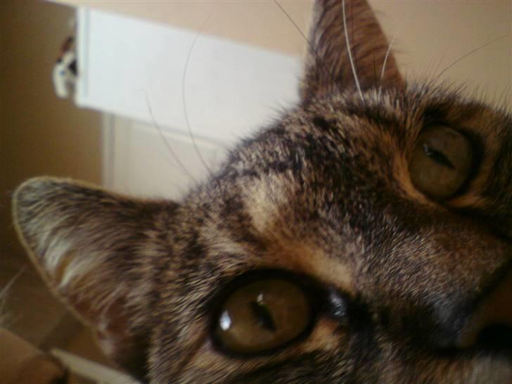 Blanding af racer Punzel. r.i.p. - Vent liige!! Eller er det en god vinkel? billede 8