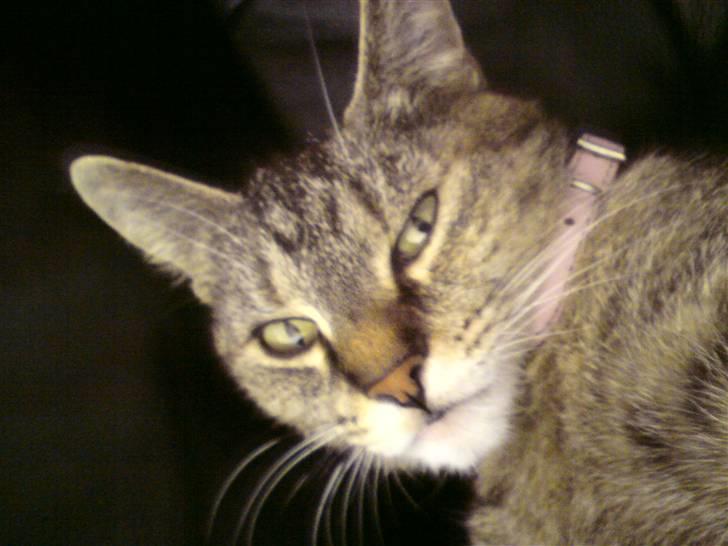 Blanding af racer Punzel. r.i.p. - Smukke mig<3<3 billede 9